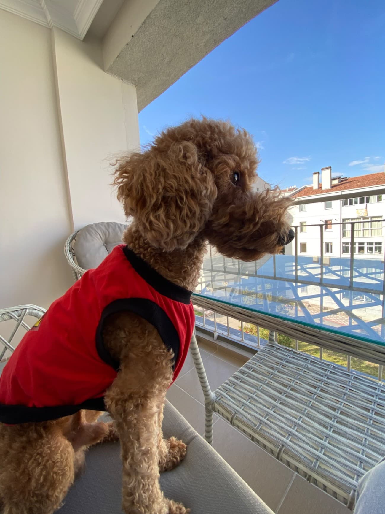 5 yaşında poodle yuva arıyoruz sahiplendirme ilanı